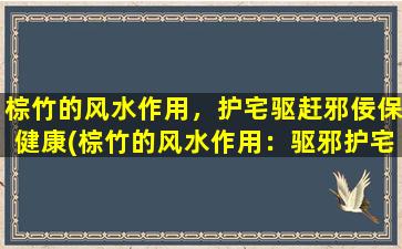 棕竹的风水作用，护宅驱赶邪佞保健康(棕竹的风水作用：驱邪护宅，保健康！)