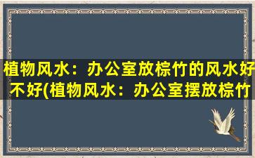 植物风水：办公室放棕竹的风水好不好(植物风水：办公室摆放棕竹的好处及注意事项)