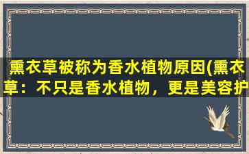 熏衣草被称为香水植物原因(熏衣草：不只是香水植物，更是美容护肤佳品)