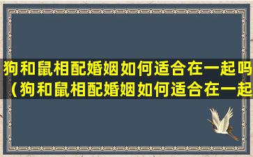 狗和鼠相配婚姻如何适合在一起吗（狗和鼠相配婚姻如何适合在一起吗女生）