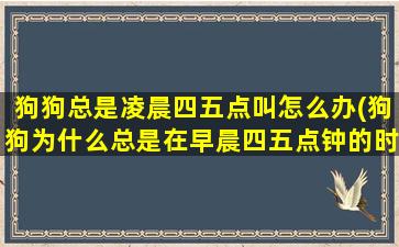 狗狗总是凌晨四五点叫怎么办(狗狗为什么总是在早晨四五点钟的时候呕吐)