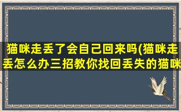 猫咪走丢了会自己回来吗(猫咪走丢怎么办三招教你找回丢失的猫咪)