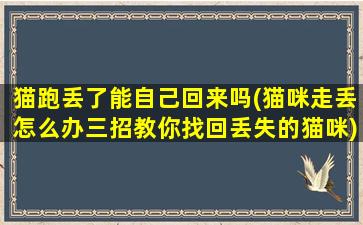 猫跑丢了能自己回来吗(猫咪走丢怎么办三招教你找回丢失的猫咪)