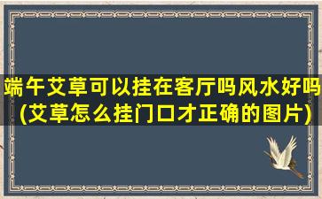 端午艾草可以挂在客厅吗风水好吗(艾草怎么挂门口才正确的图片)