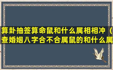 算卦抽签算命鼠和什么属相相冲（查婚姻八字合不合属鼠的和什么属相相配）