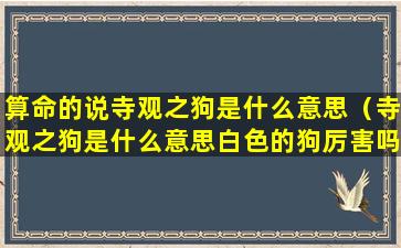 算命的说寺观之狗是什么意思（寺观之狗是什么意思白色的狗厉害吗）