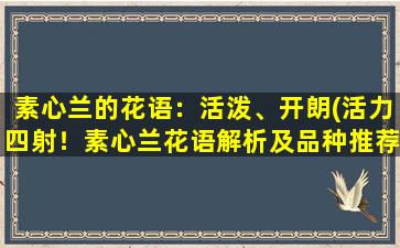 素心兰的花语：活泼、开朗(活力四射！素心兰花语解析及品种推荐)