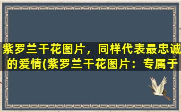 紫罗兰干花图片，同样代表最忠诚的爱情(紫罗兰干花图片：专属于最忠诚的爱情表达)