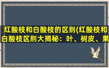 红酸枝和白酸枝的区别(红酸枝和白酸枝区别大揭秘：叶、树皮、果实全有奥秘！)