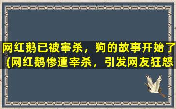 网红鹅已被宰杀，狗的故事开始了(网红鹅惨遭宰杀，引发网友狂怒！一只狗的故事成为关注焦点！)