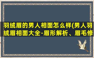 羽绒眉的男人相面怎么样(男人羽绒眉相面大全-眉形解析、眉毛修剪、眉毛颜色搭配等)