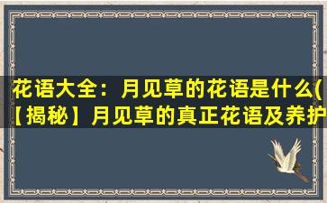 花语大全：月见草的花语是什么(【揭秘】月见草的真正花语及养护技巧)