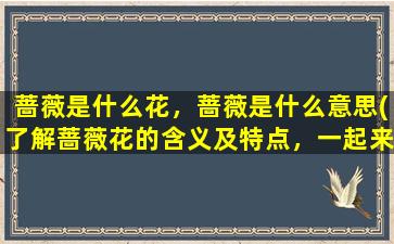 蔷薇是什么花，蔷薇是什么意思(了解蔷薇花的含义及特点，一起来认识蔷薇花语！)