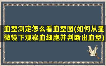 血型测定怎么看血型图(如何从显微镜下观察血细胞并判断出血型)