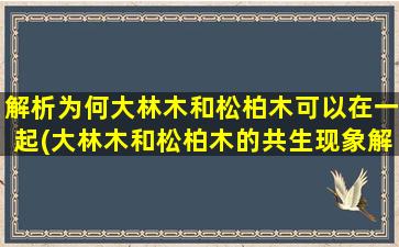 解析为何大林木和松柏木可以在一起(大林木和松柏木的共生现象解析：探究两者互助共荣之道)