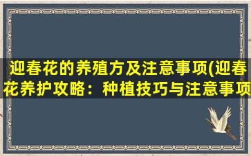 迎春花的养殖方及注意事项(迎春花养护攻略：种植技巧与注意事项！)