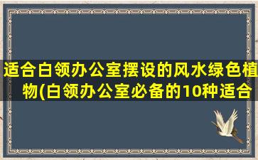 适合白领办公室摆设的风水绿色植物(白领办公室必备的10种适合摆放的风水绿色植物推荐)