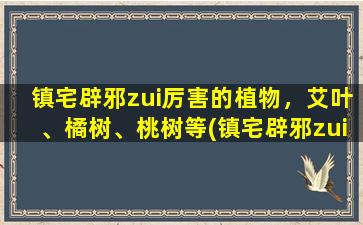 镇宅辟邪zui厉害的植物，艾叶、橘树、桃树等(镇宅辟邪zui强植物，艾叶、橘树、桃树等助你祛除邪气！)