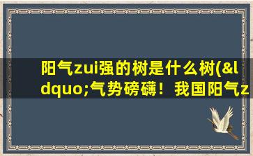 阳气zui强的树是什么树(“气势磅礴！我国阳气zui强的树，究竟是哪一种？”)