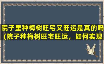 院子里种梅树旺宅又旺运是真的吗(院子种梅树旺宅旺运，如何实现风水师的48个要点？)