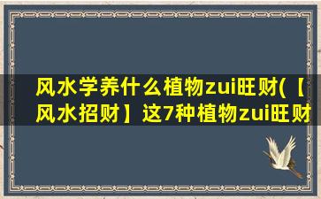 风水学养什么植物zui旺财(【风水招财】这7种植物zui旺财，别再傻傻地养绿萝了！)