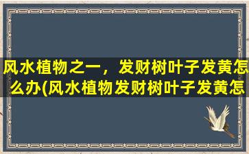 风水植物之一，发财树叶子发黄怎么办(风水植物发财树叶子发黄怎么办？优质养护技巧分享！)