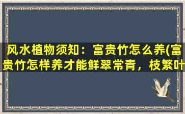 风水植物须知：富贵竹怎么养(富贵竹怎样养才能鲜翠常青，枝繁叶茂？)