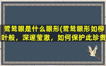 鹭鸶眼是什么眼形(鹭鸶眼形如柳叶般，深邃莹澈，如何保护此珍贵视觉资产？)