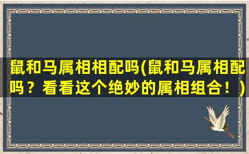 鼠和马属相相配吗(鼠和马属相配吗？看看这个绝妙的属相组合！)