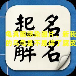 龟真菌感染图片、新我的乌龟是不是得了腐皮